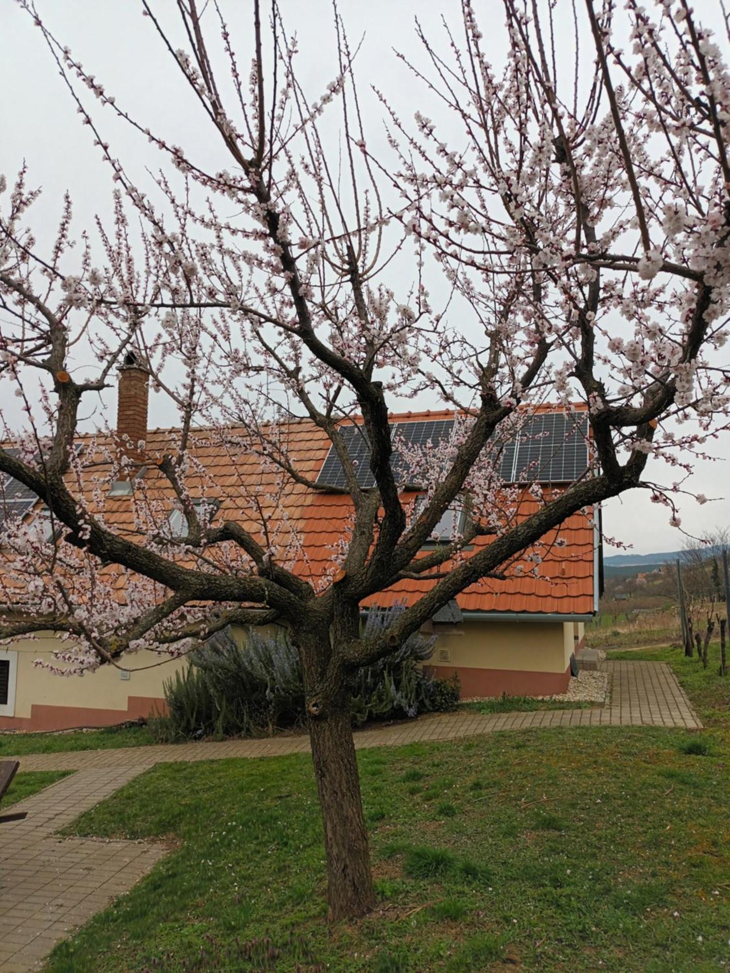 Apartament Keknefelejcs Vendeghaz Tapolca Zewnętrze zdjęcie